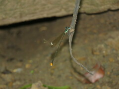 Allocnemis leucosticta