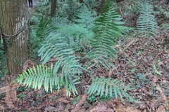 Pseudocyclosorus esquirolii