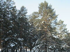 Kitagawia baicalensis