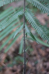 Pseudocyclosorus esquirolii