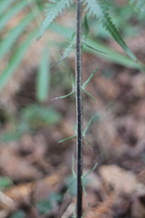 Pseudocyclosorus esquirolii