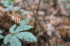 Pseudocyclosorus esquirolii