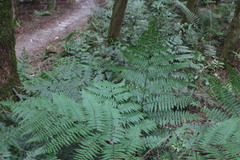 Diplazium laxifrons