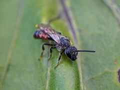 Sphecodogastra