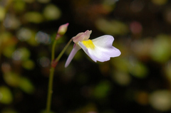 Utricularia striatula