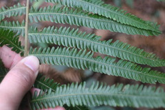 Pseudocyclosorus esquirolii