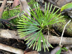 Schizaea