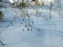 Kitagawia baicalensis