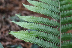 Pseudocyclosorus esquirolii