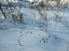 Kitagawia baicalensis