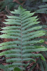 Pseudocyclosorus esquirolii