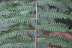 Pseudocyclosorus esquirolii