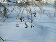 Kitagawia baicalensis