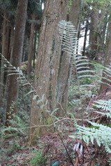 Pseudocyclosorus esquirolii