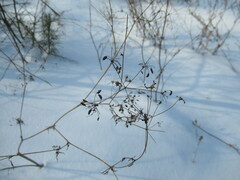 Kitagawia baicalensis