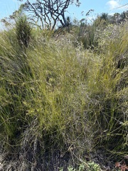 Austrostipa muelleri