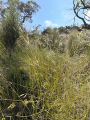 Austrostipa muelleri