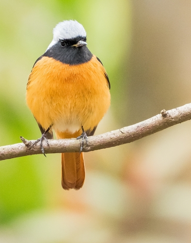 Daurian Redstart (Phoenicurus auroreus), photo 10