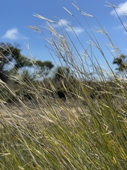 Austrostipa muelleri