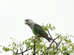 Poicephalus fuscicollis suahelicus