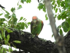Poicephalus fuscicollis suahelicus
