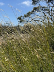 Austrostipa muelleri