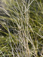 Austrostipa muelleri