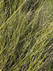 Austrostipa muelleri