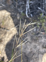 Austrostipa muelleri