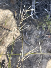 Austrostipa muelleri