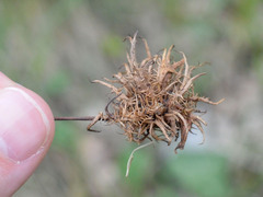 Andricus caputmedusae