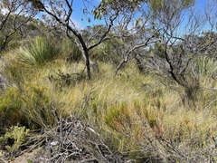 Austrostipa muelleri