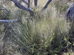 Austrostipa muelleri