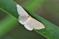 Scopula optivata