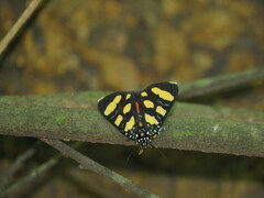 Heraclia africana