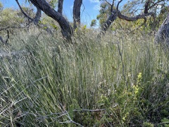 Austrostipa muelleri