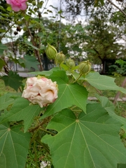 Hibiscus mutabilis