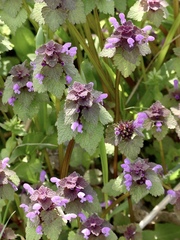 Lamium purpureum