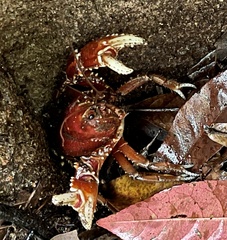 Euastacus