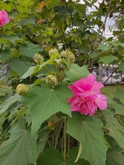 Hibiscus mutabilis