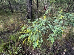 Acacia irrorata