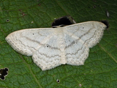 Scopula nigropunctata