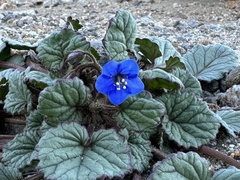 Phacelia campanularia campanularia