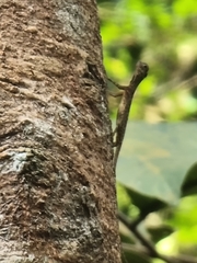 Draco melanopogon