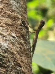 Draco melanopogon