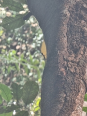 Draco melanopogon