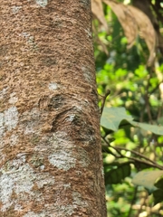 Draco melanopogon