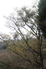 Sassafras randaiense