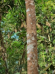 Draco melanopogon