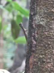 Draco melanopogon